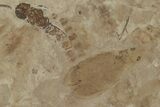 Insect Fossil Cluster- Green River Formation, Utah #101590-1